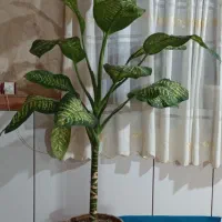 گل دیفن