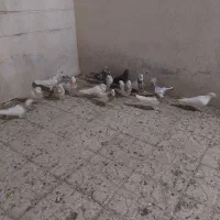 کفتر پلاکی وطوقی|پرنده|شیراز, کوزه گری|دیوار