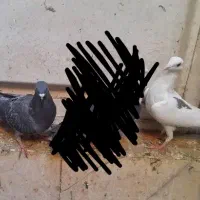 تعدادی کبوتر|پرنده|بهبهان, |دیوار