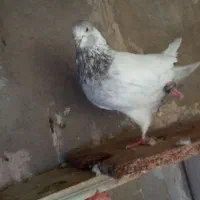 کبوتر|پرنده|ایلخچی, |دیوار