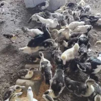 جوجه اردک روسی