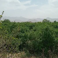 زمین-کشاورزی-سده-ویدوجا