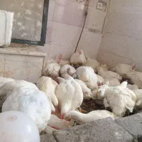مرغ ماشینی ارگانیک