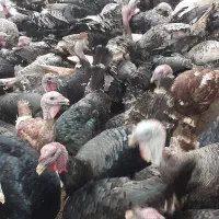 بوقلمون محلی ارگانیک|حیوانات مزرعه|املش, |دیوار