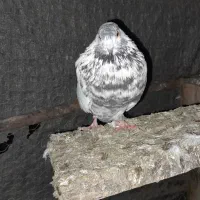 دوعددکبوترماده‌ماوضه‌بانر‌هردوپرشی