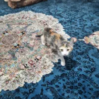 گربه خونگی|گربه|شیراز, شهرک مهدیآباد|دیوار