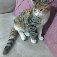 گربه خاکستری طوسی