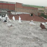 کبوتر طوقی فقط|پرنده|علیآباد کتول, |دیوار