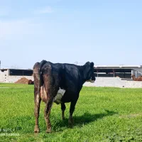 گاو شیری آبستن سنگین