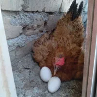 ۵ عدد مرغ تخم گذار