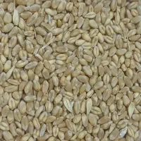 جو و گندم|عمده‌فروشی|کرمانشاه, |دیوار