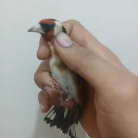 دو عدد سهره گردن کلفت