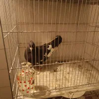 کفتر|پرنده|شیراز, شهرک مهدیه|دیوار