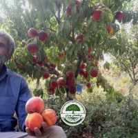 نهالستان پیران،نهال گردو ،نهال بادام ،نهال زردآلو|خدمات باغبانی و درختکاری|مراغه, |دیوار