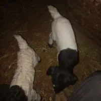 بزغاله شیری دوقلو ۷روزه