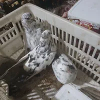 کبوتر