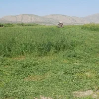 یونجه