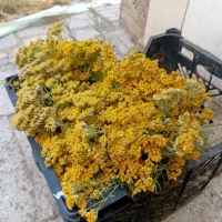 کارگر پیاز کنی و...