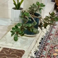 مدارک گم شده کسی پیدا کرد اطلاع بده