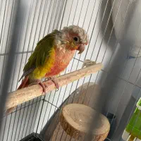 گیرینچیک آناناسی نر|پرنده|دماوند, گیلاوند|دیوار