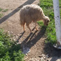 یک عدد بره ماده علف خور