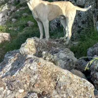 سگ.|سگ|سنقر, |دیوار