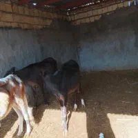 گوساله چاق|حیوانات مزرعه|کوهدشت, |دیوار