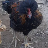 خروس و مرغ نژاد برهما، لهستانی و گلپایگانی