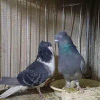 نروماده دمگیر