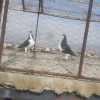 خوشرنگ سیاه نروماده|پرنده|لنجان, |دیوار