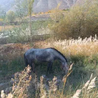 مادیان ۳سال|اسب و تجهیزات اسبسواری|شاهرود, |دیوار