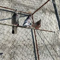 کبوتر|پرنده|سرعین, |دیوار