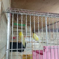 قناری رسمی بلند|پرنده|اردبیل, |دیوار