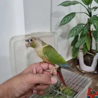 جوجه گیرینچیک