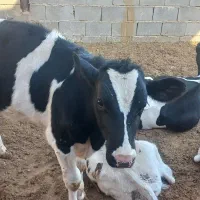 فروش گوساله نر شیر گرفته شده|حیوانات مزرعه|تفت, |دیوار