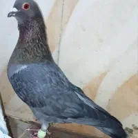 کبوتر یک عدد نر موشی طلا