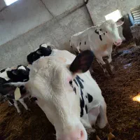 نیازمند نیرو با خانواده یا مجرد برای گاوداری