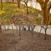 فصل هرس کاری بیل زنی