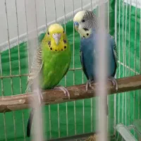 یه جفت مرغ عشق معاوضه با فنچ و عروس هلندی