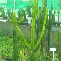 کارگر با جای خواب