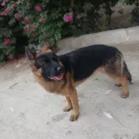 سگ گمشده|سگ|رامهرمز, |دیوار