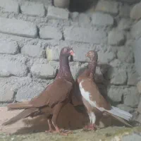 کبوتر دنش اصلی