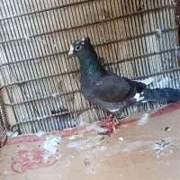 یک عدد کبوتر