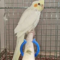 عروس هلندی