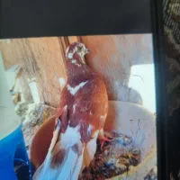 ۷ عدد کبوتر پرشی گرفتنی|پرنده|سمنان, |دیوار