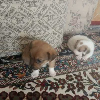 سگ پاکوتاه  از نژاد راسل تریر ورت تریر|سگ|دورود, |دیوار