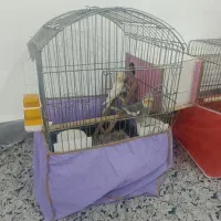 عروس هلندی|پرنده|بندر امام خمینی, |دیوار