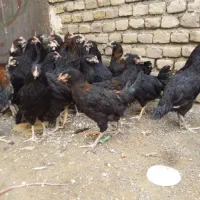 مرغ وخروس سیاه قربانی خونی خروس محلی مرغ سفیدتخمی|حیوانات مزرعه|مشهد, کوی سیدی|دیوار