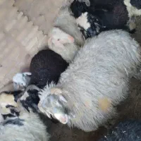 بره نر چاق