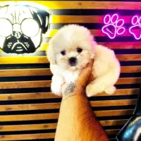 پامرانین خرسی توی پودل شیتزو مینی سگ آپارتمانی